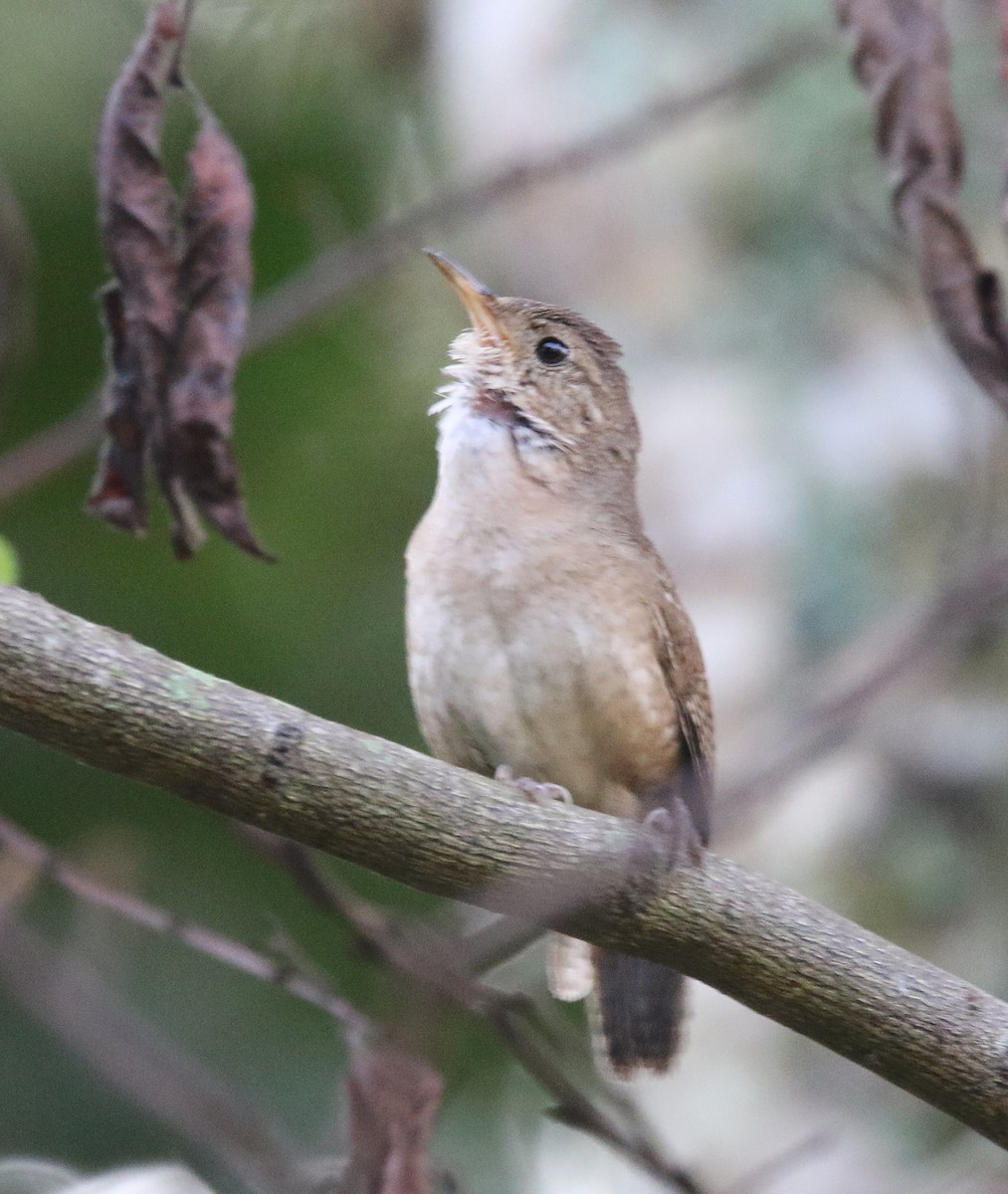 House Wren (Southern) - ML620871530