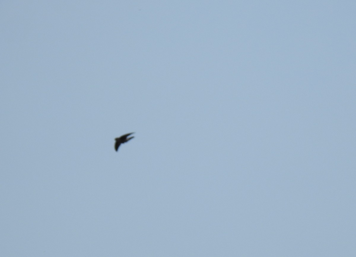 Australian Swiftlet - ML620871532