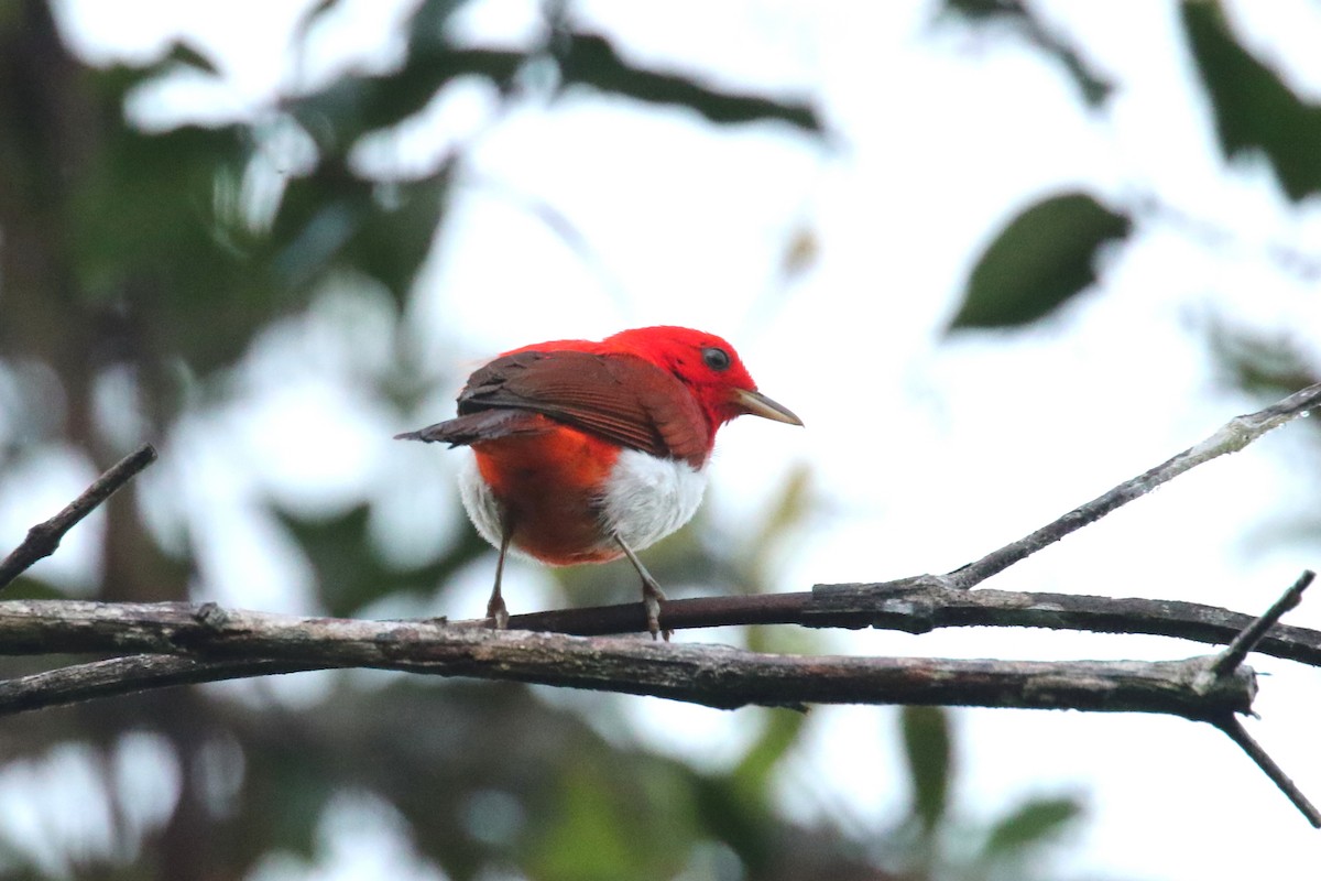 Scarlet-and-white Tanager - ML620871536