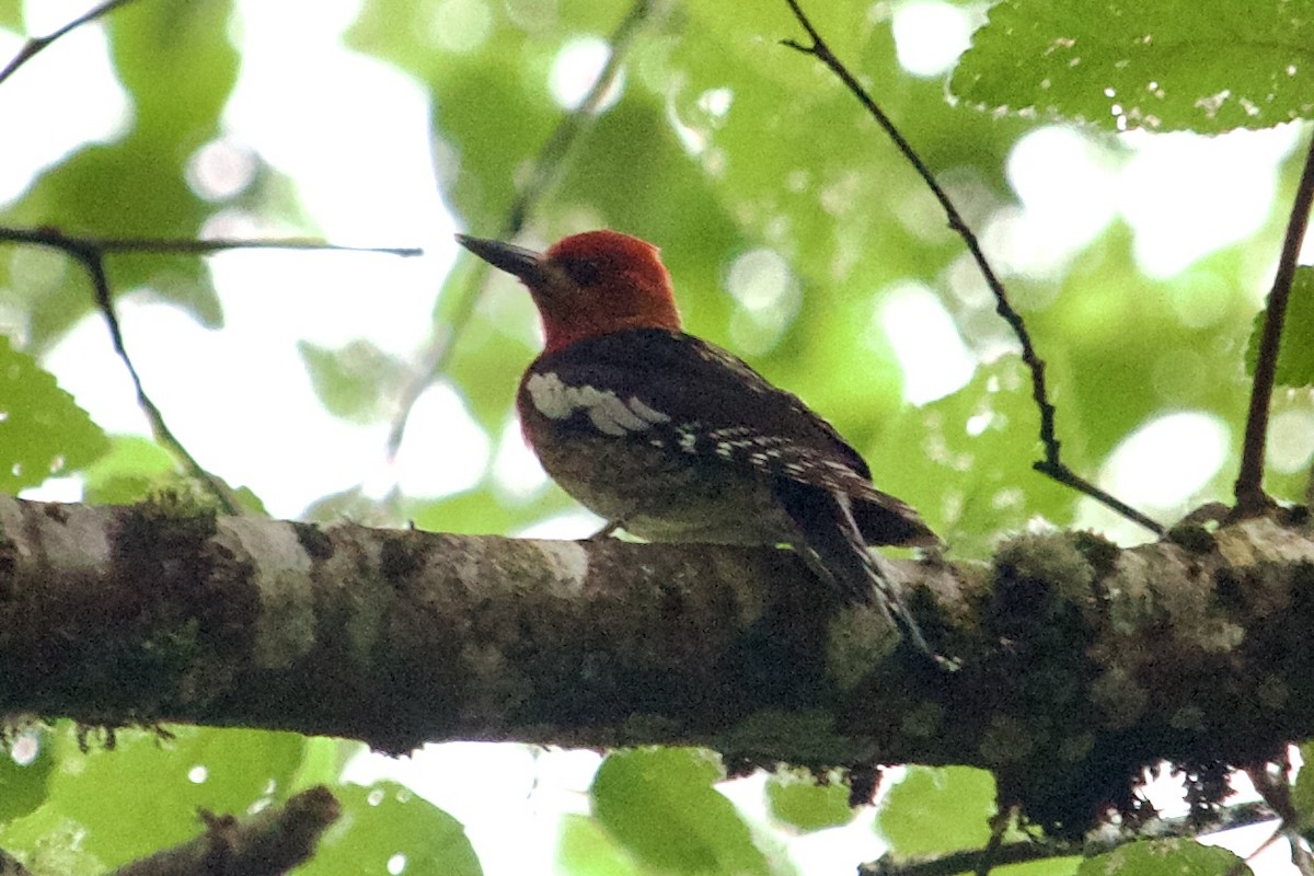 Red-breasted Sapsucker - ML620871537