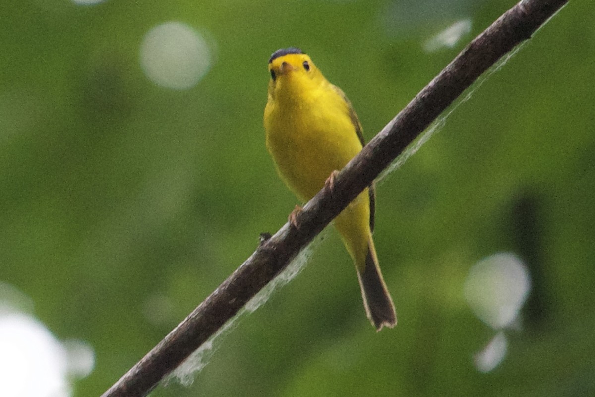 Wilson's Warbler - ML620871544