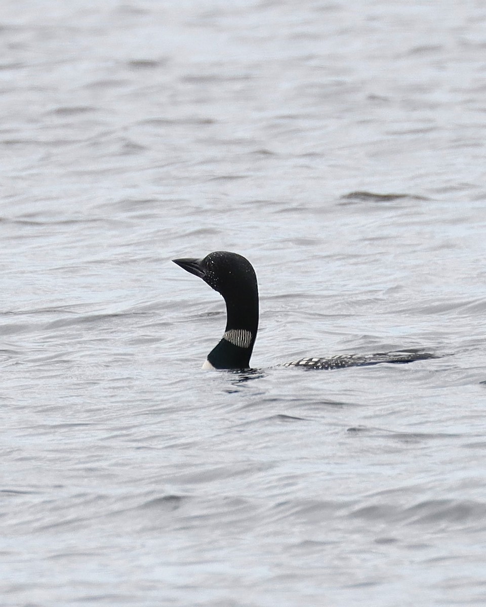 Common Loon - ML620871551