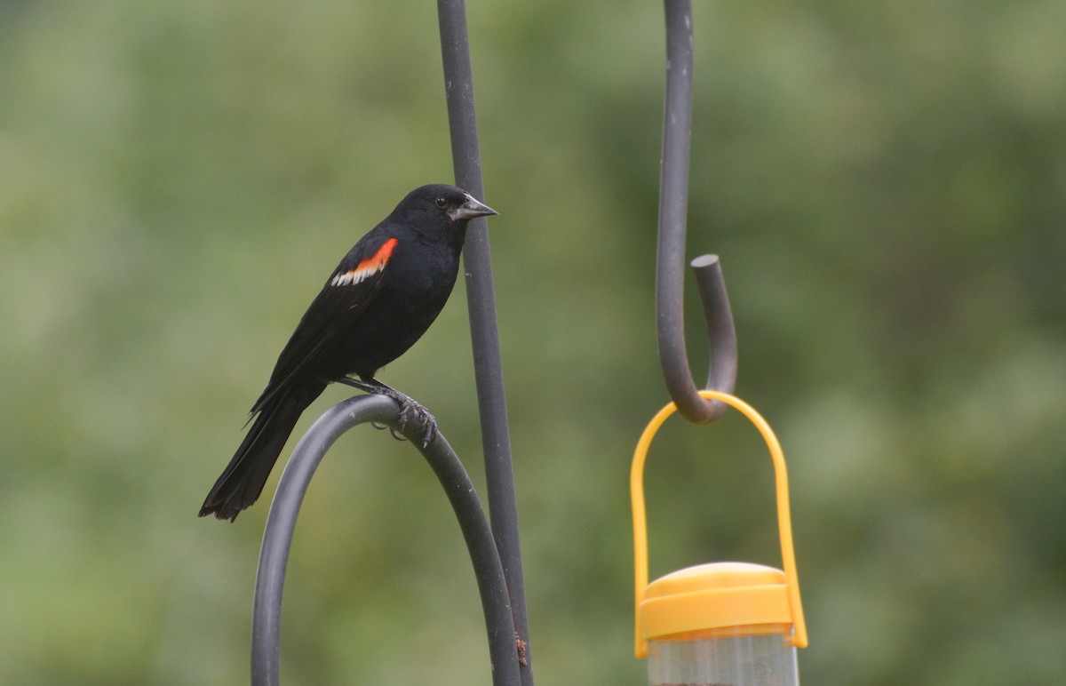 Red-winged Blackbird - ML620871555