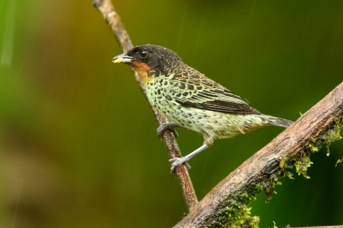 Rufous-throated Tanager - ML620871562