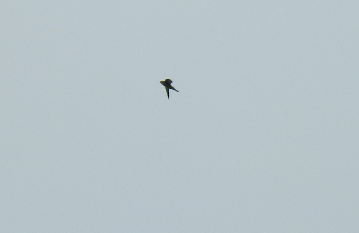 Australian Swiftlet - ML620871568