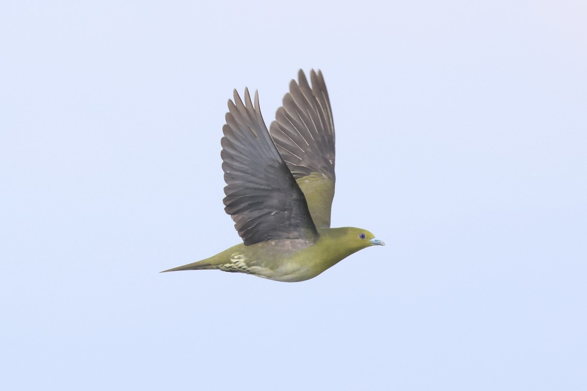 White-bellied Green-Pigeon - Milton Collins