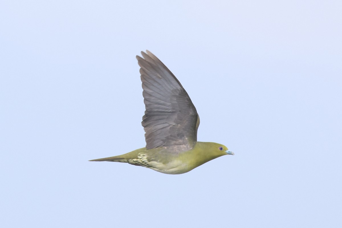 Японский зелёный голубь - ML620871573