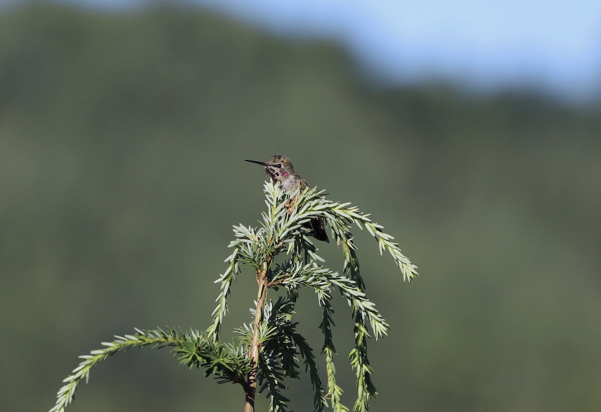 Anna's Hummingbird - ML620871577