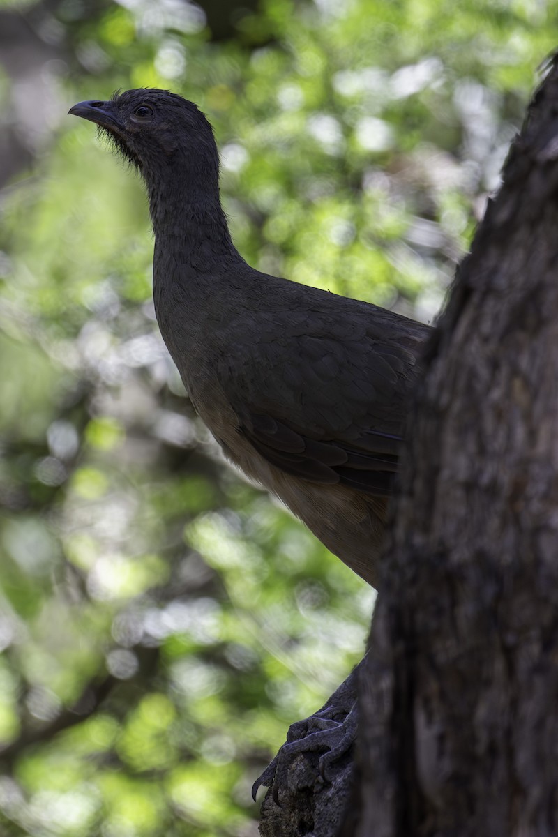 Plain Chachalaca - ML620871583