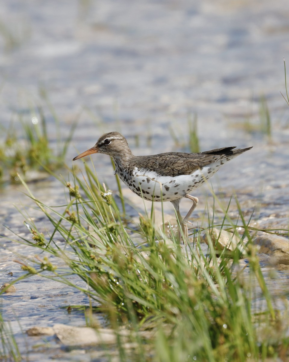 Spotted Sandpiper - ML620871589