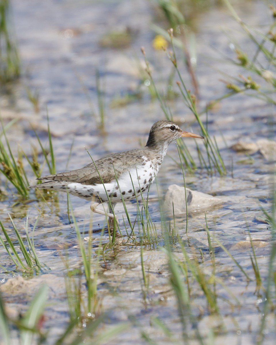 Spotted Sandpiper - ML620871590