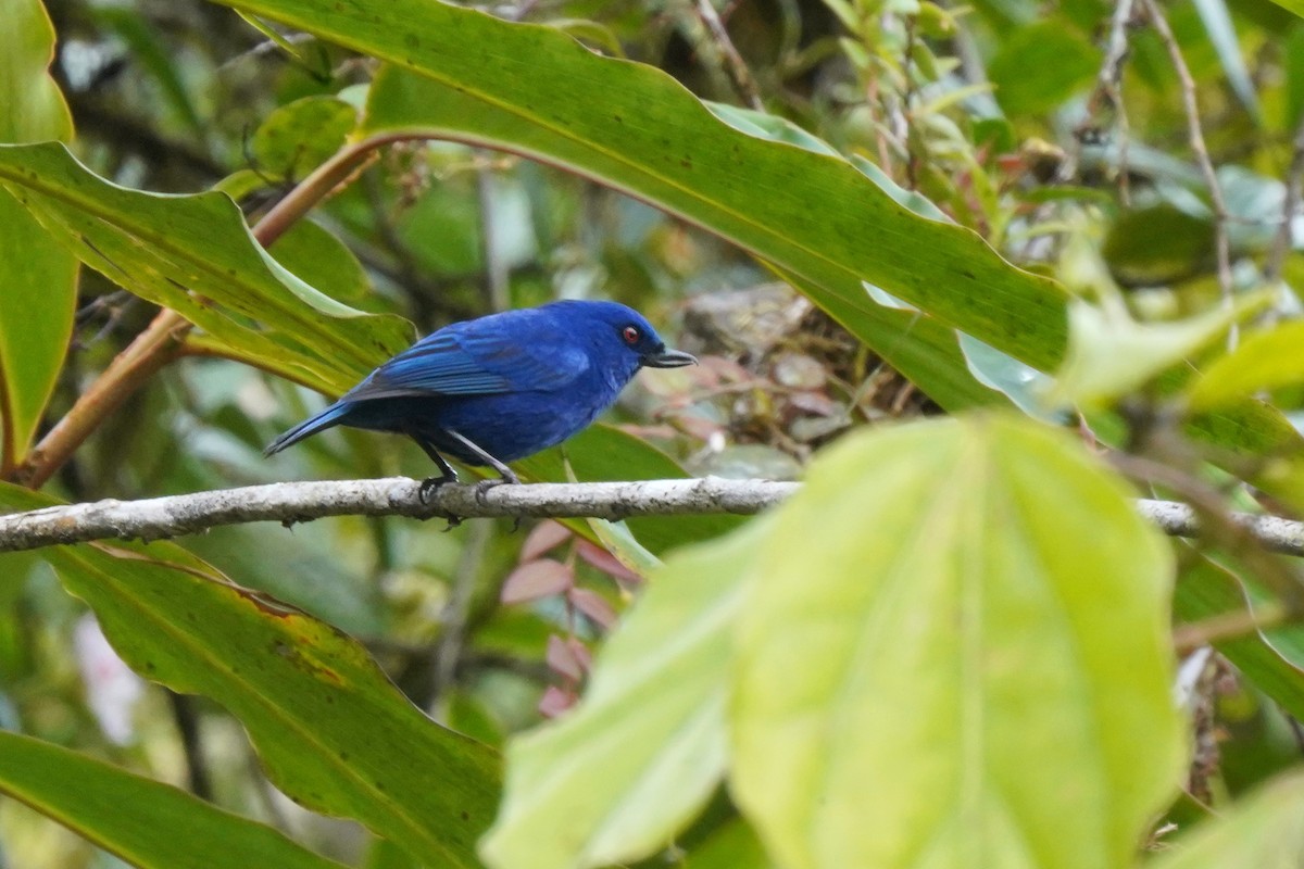 Indigo Flowerpiercer - ML620871594