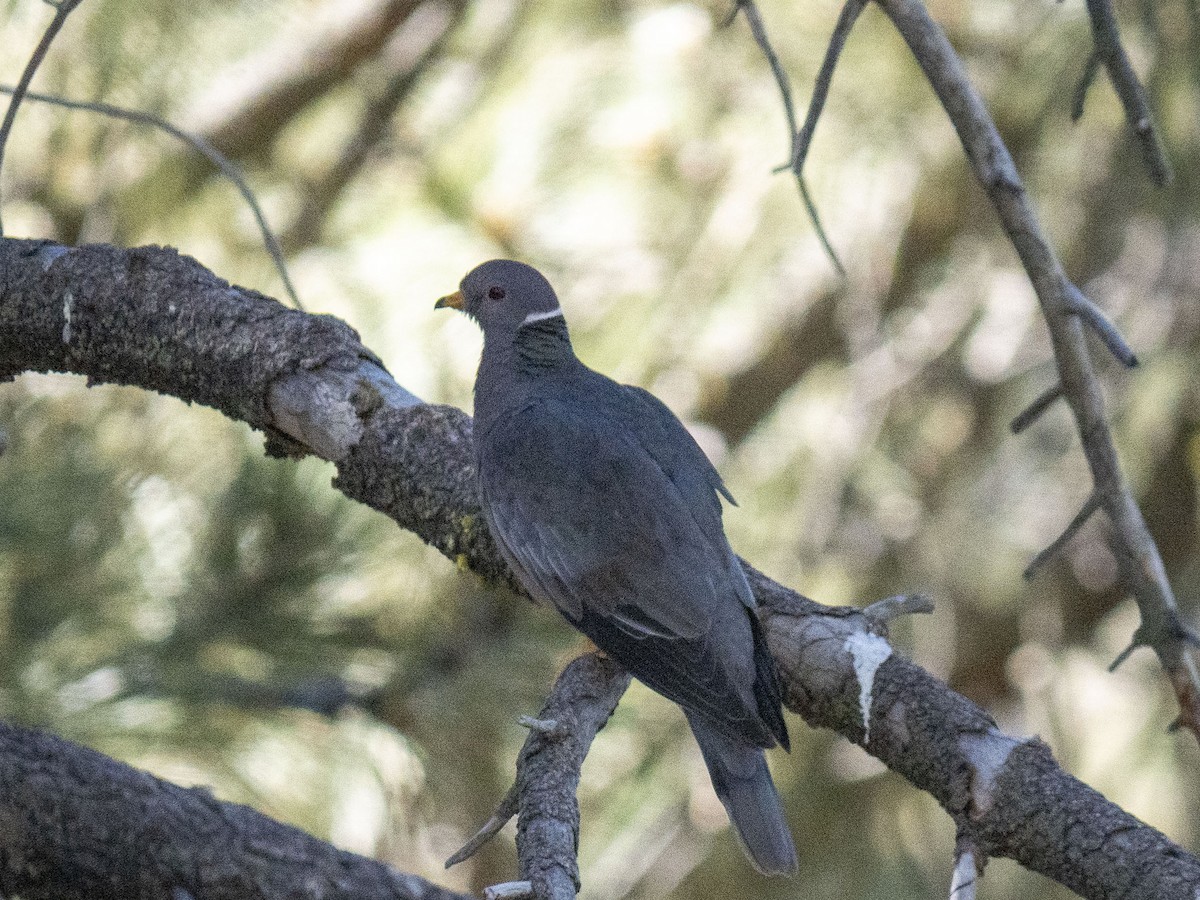 Pigeon à queue barrée - ML620871597