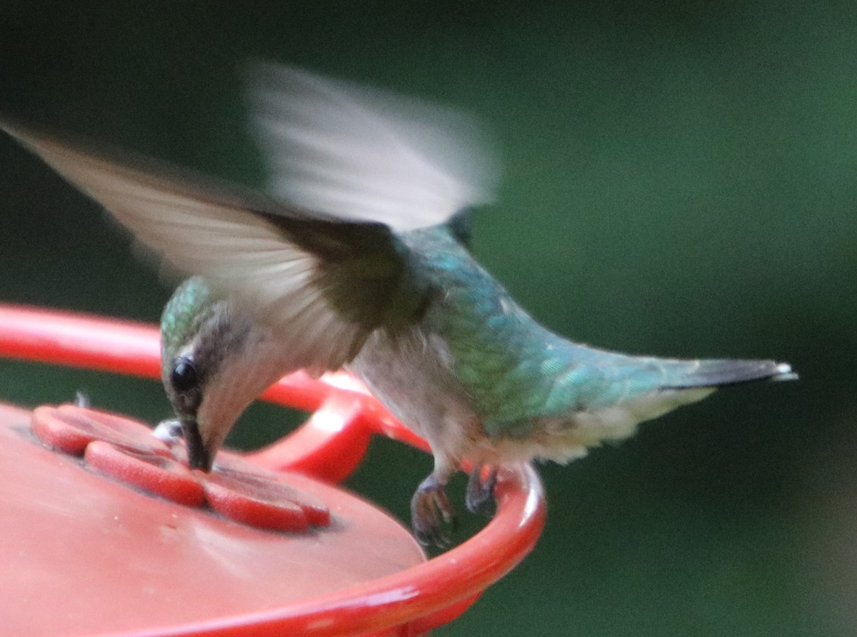 Ruby-throated Hummingbird - ML620871599