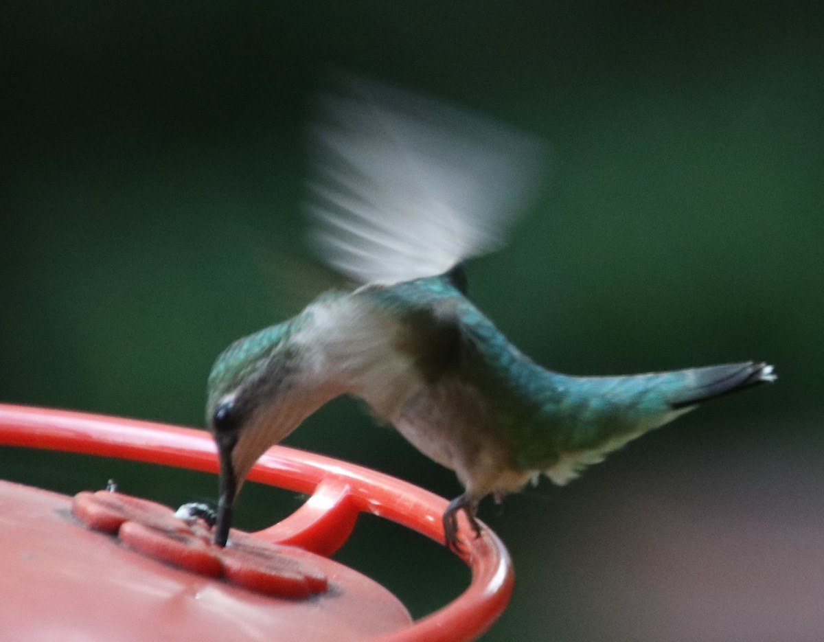 Ruby-throated Hummingbird - ML620871602