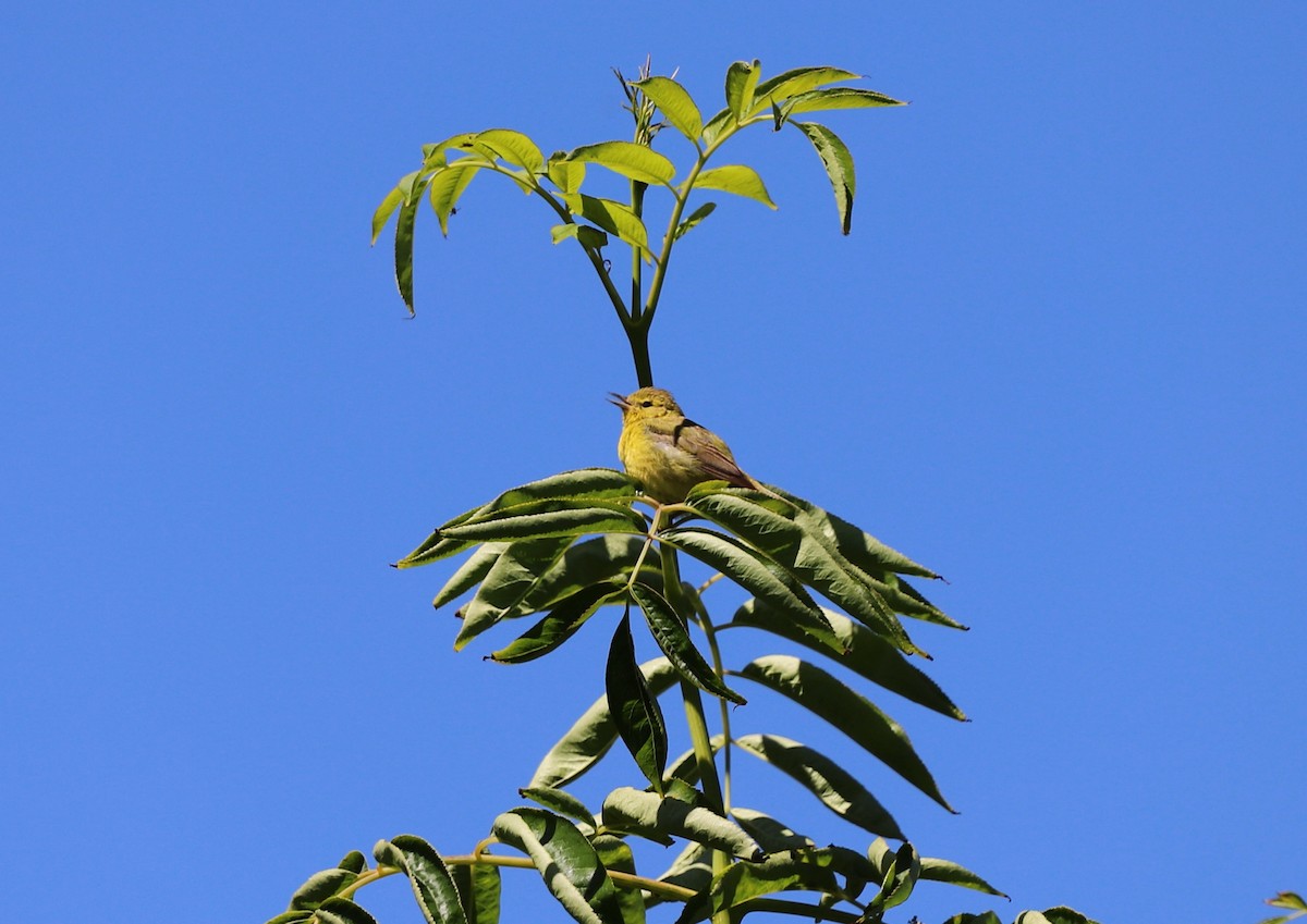 Orange-crowned Warbler - ML620871612