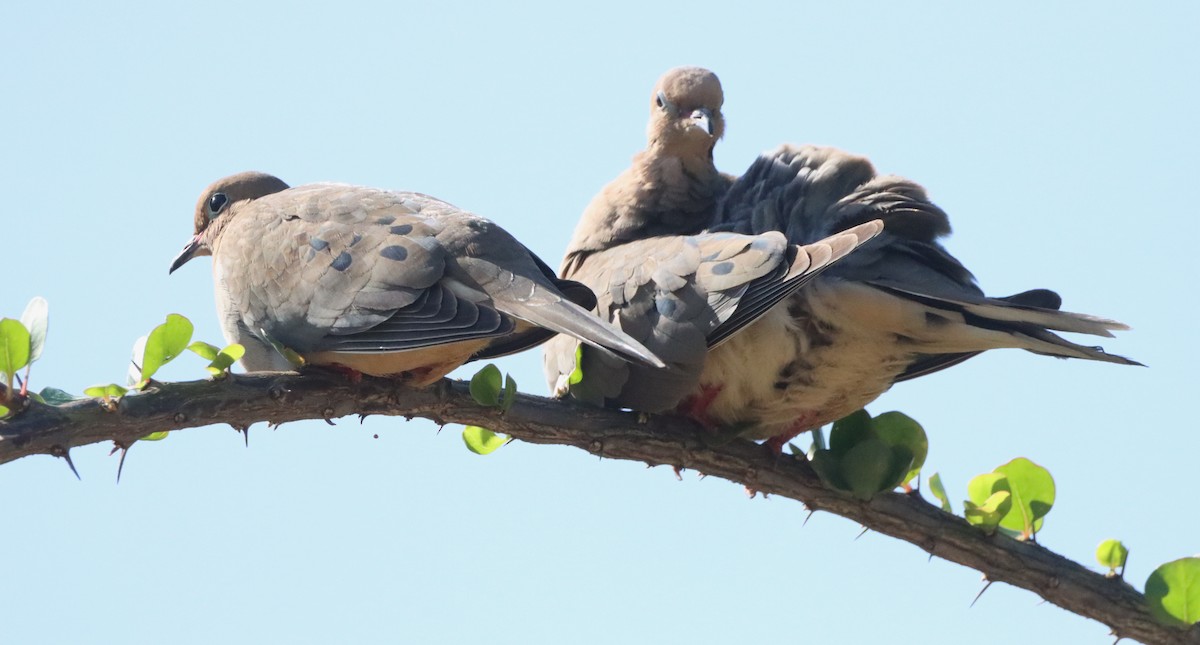 Mourning Dove - ML620871633