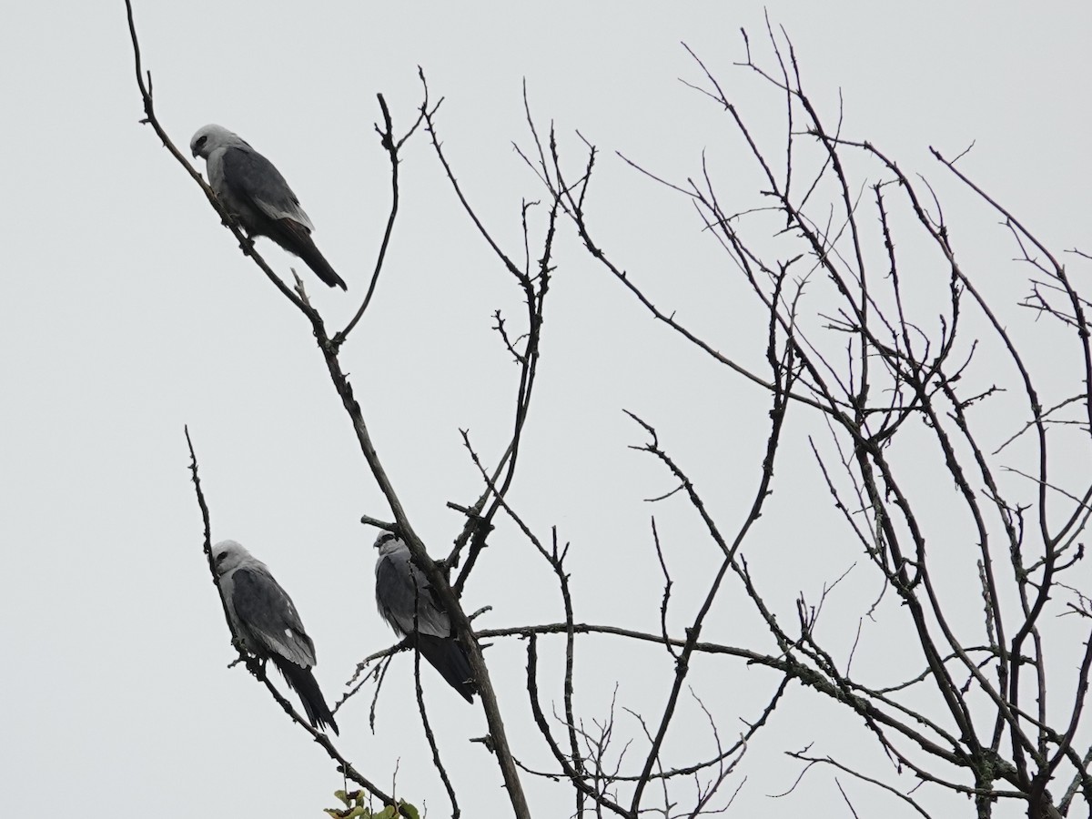 Mississippi Kite - ML620871636