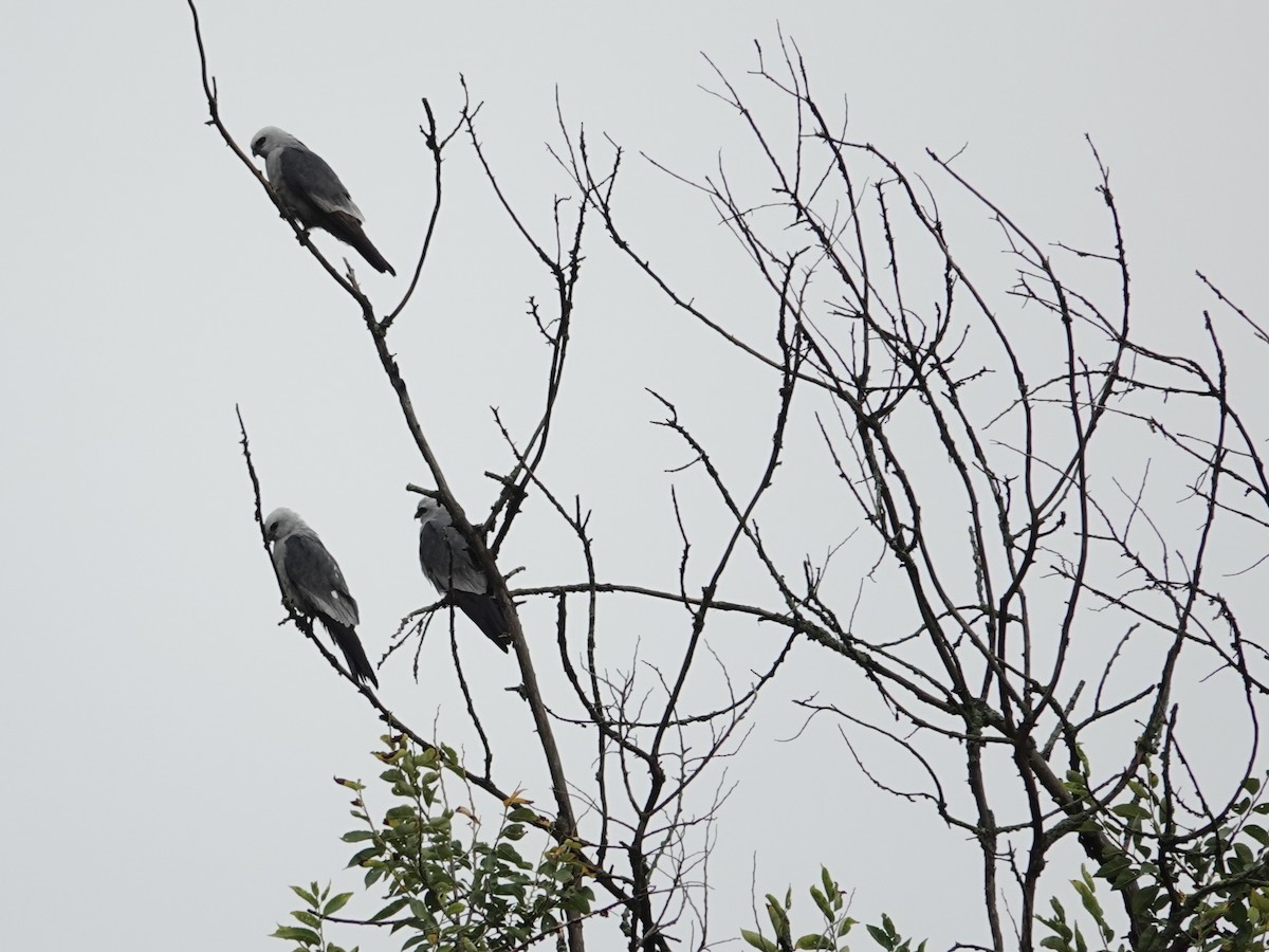 Mississippi Kite - ML620871637