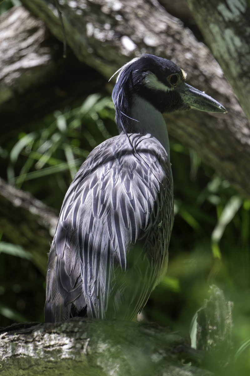 Yellow-crowned Night Heron - ML620871639