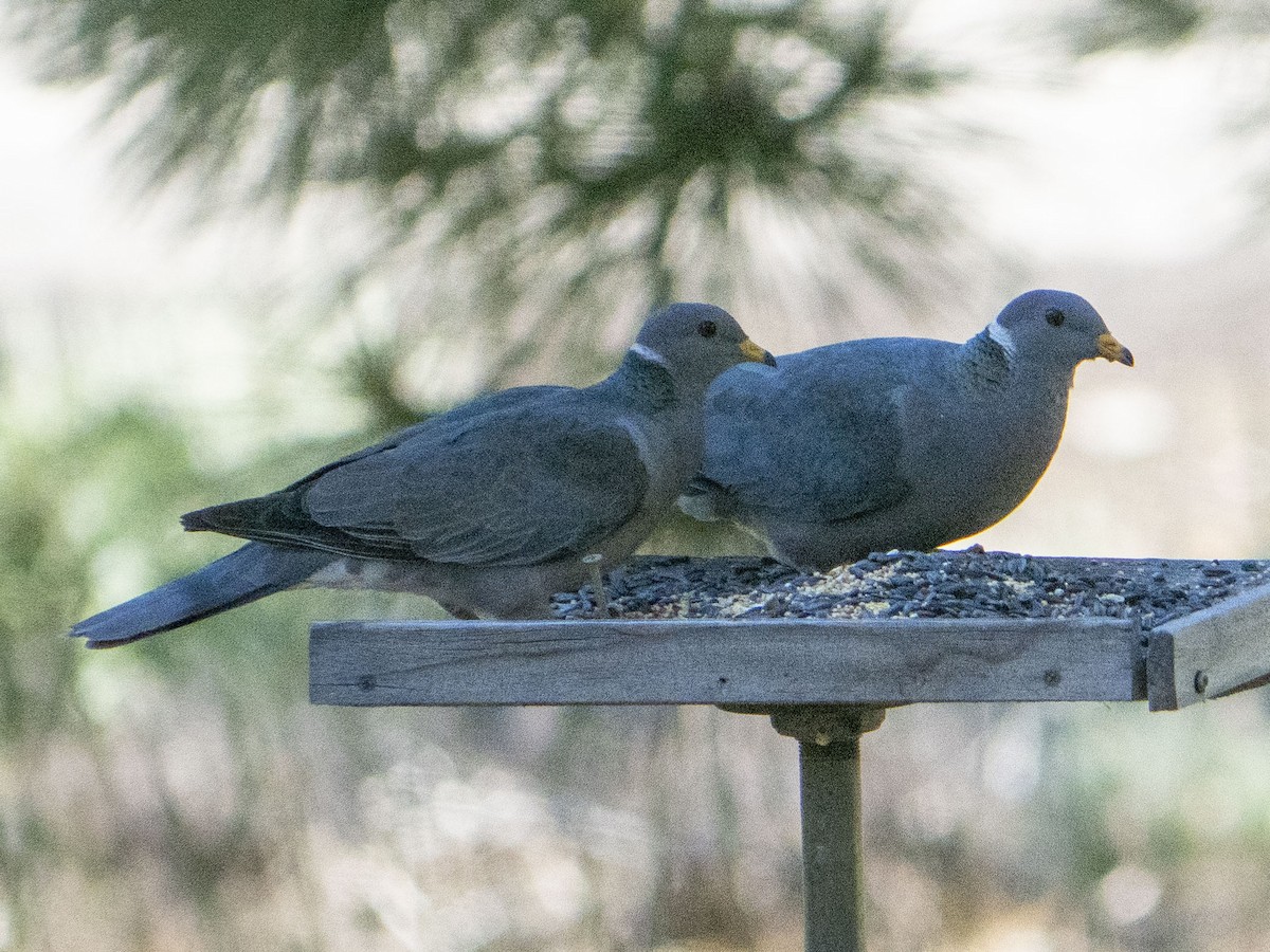 Band-tailed Pigeon - Carol Collins