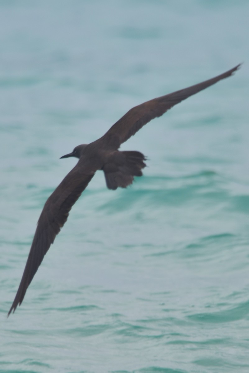 Brown Noddy - ML620871645