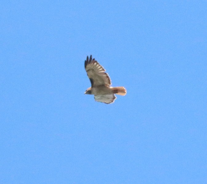Red-tailed Hawk - ML620871653
