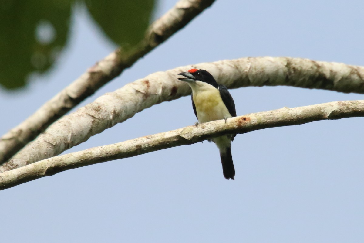 Orange-fronted Barbet - ML620871654