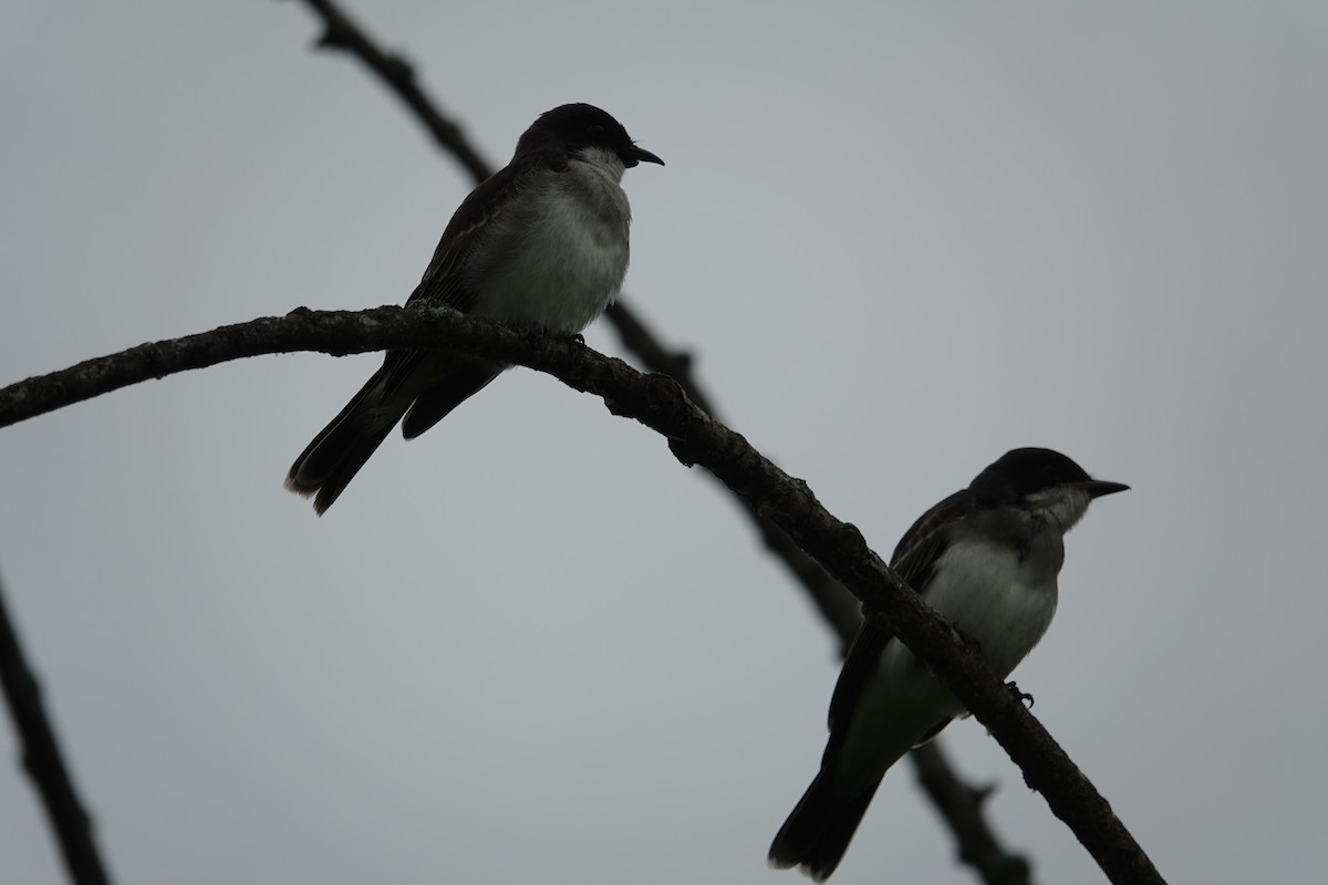 Eastern Kingbird - ML620871667