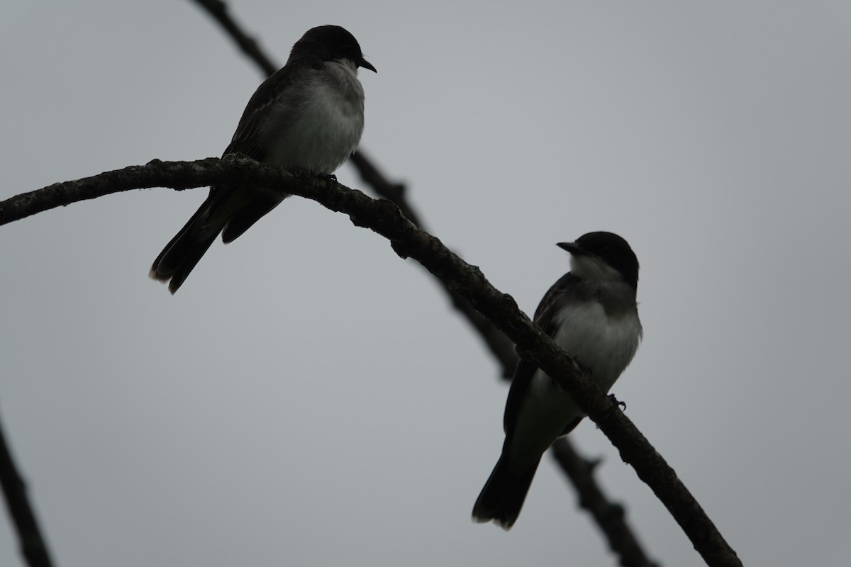 Eastern Kingbird - ML620871668