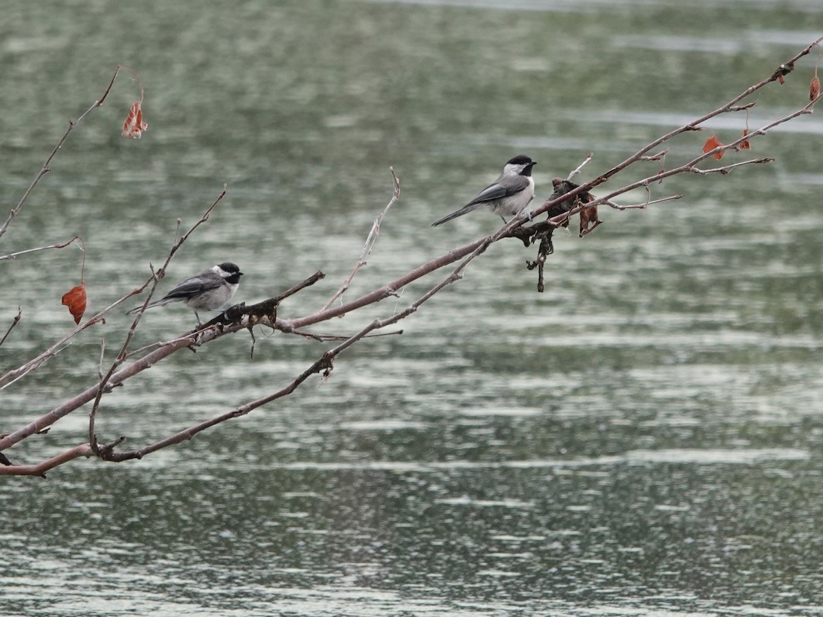 Black-capped Chickadee - ML620871673