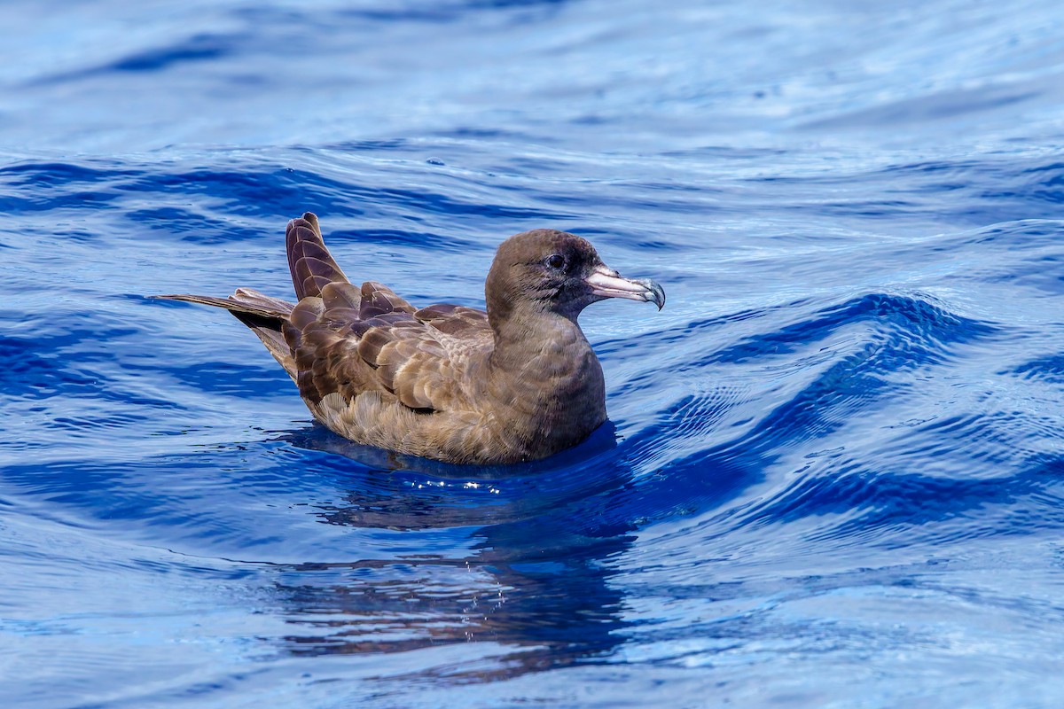 Flesh-footed Shearwater - ML620871677