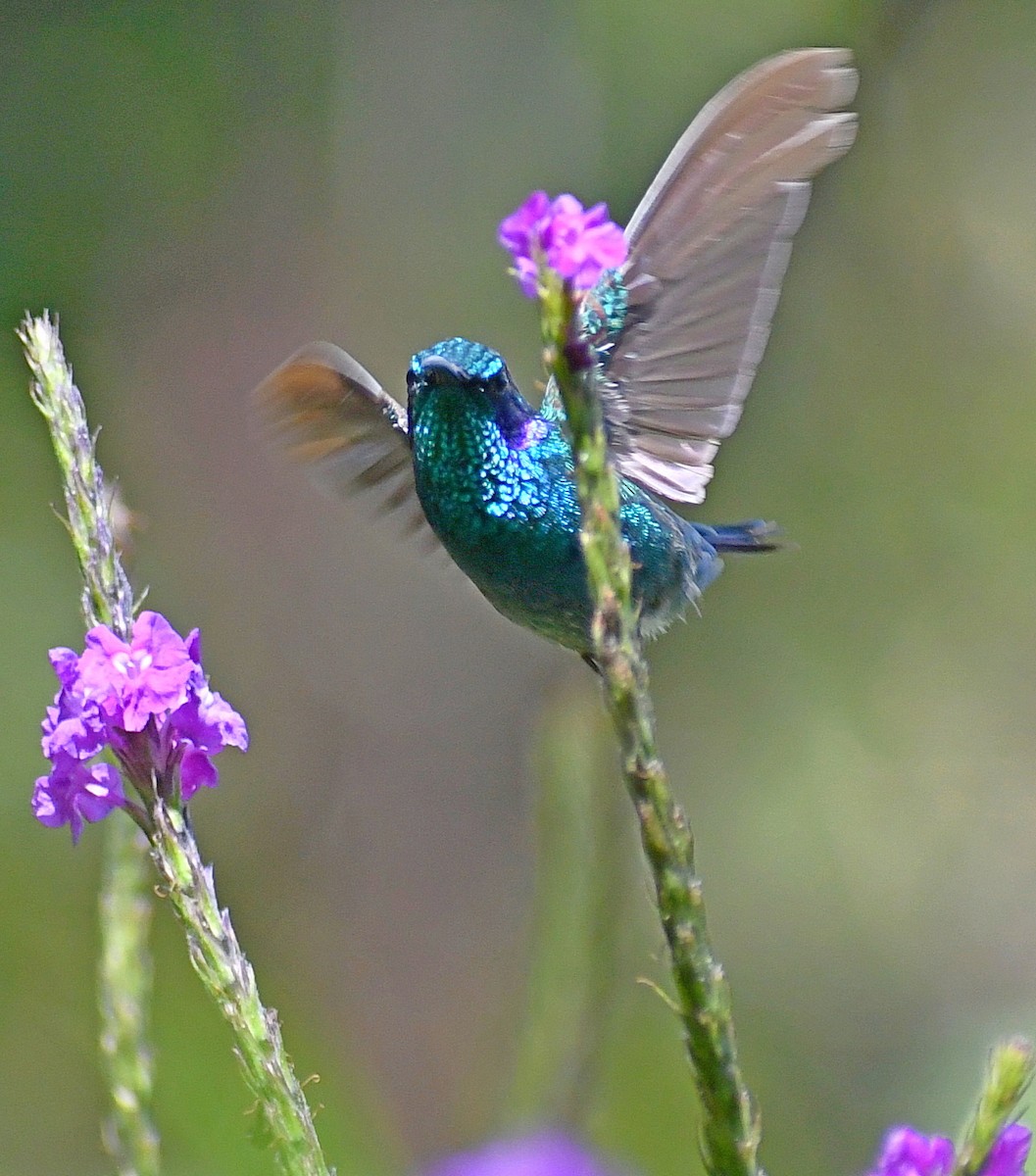 Lesser Violetear - Edward Clark