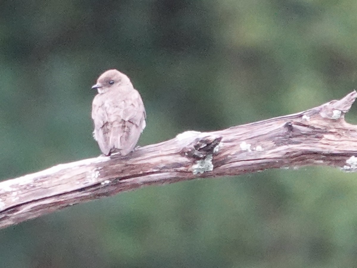 Northern Rough-winged Swallow - ML620871688