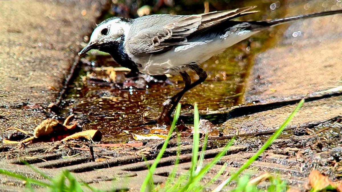 White Wagtail - ML620871695