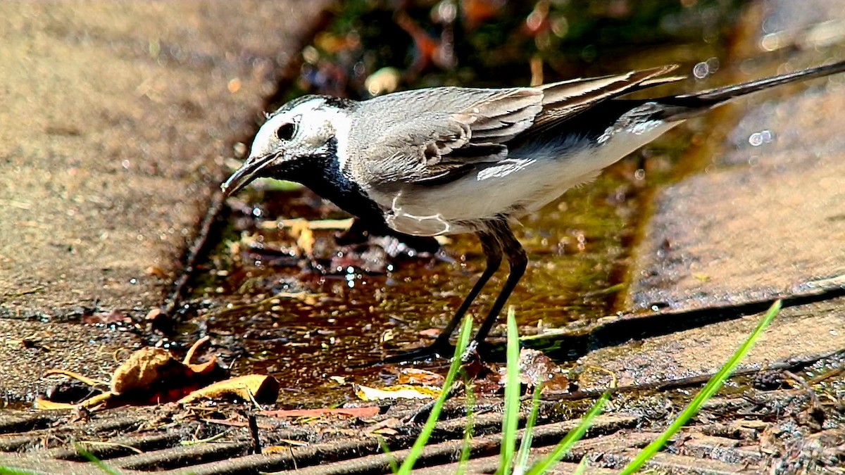 White Wagtail - Andre Güttler