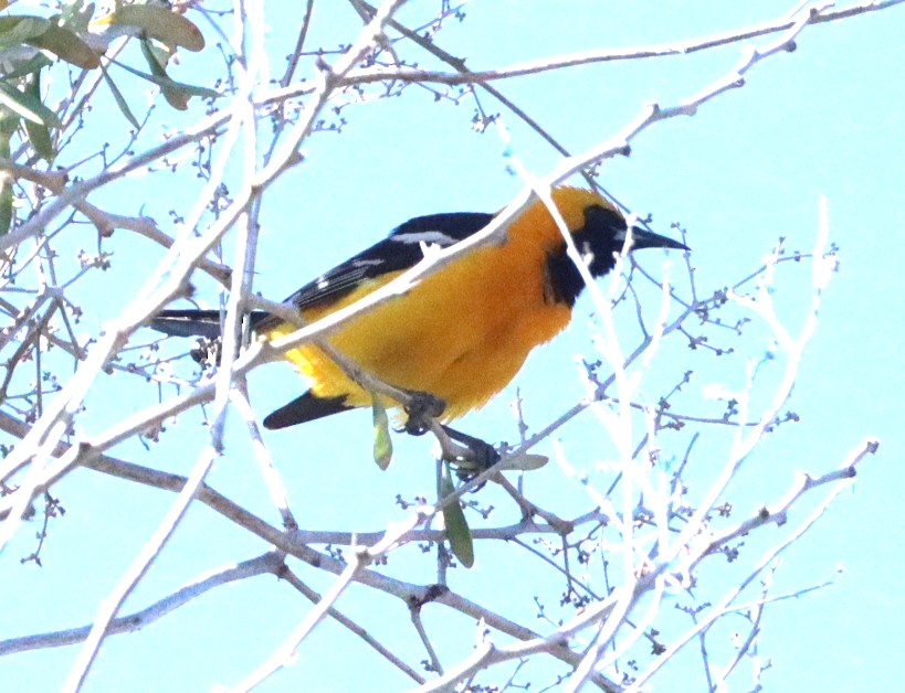 Hooded Oriole - ML620871700