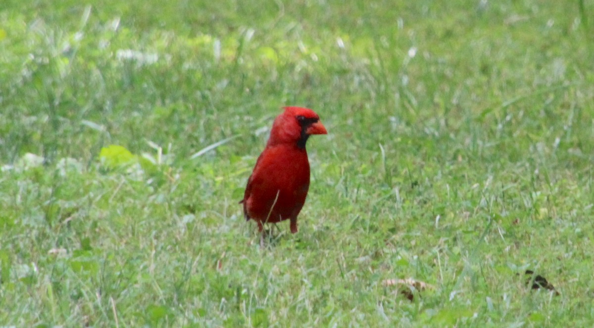 Northern Cardinal - ML620871701