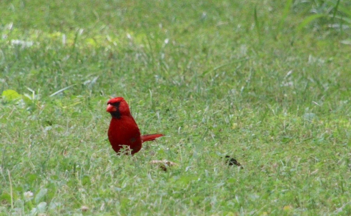 Northern Cardinal - ML620871702