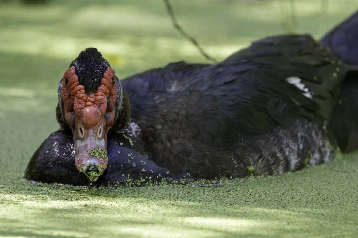 Muscovy Duck (Domestic type) - ML620871704