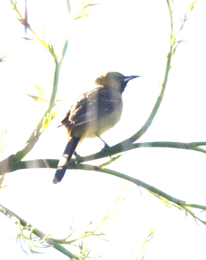 Hooded Oriole - Mark Hunter