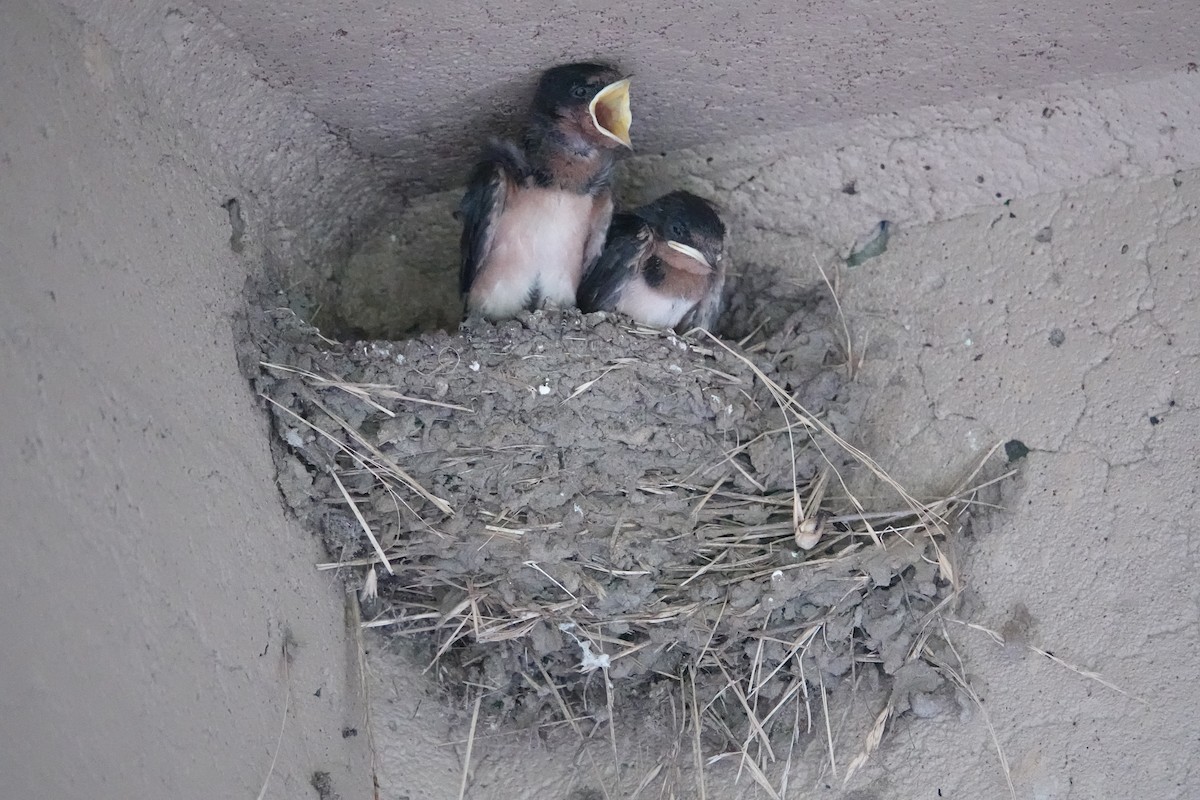 Barn Swallow - ML620871708