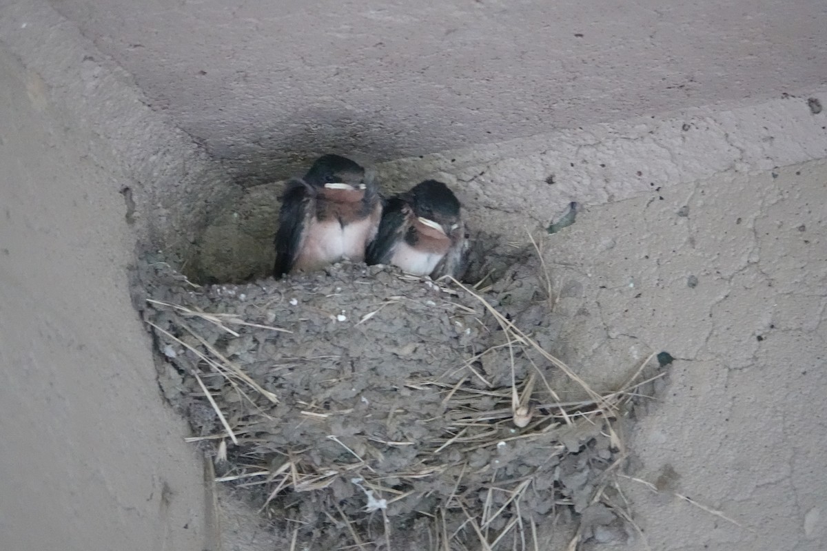 Barn Swallow - ML620871709