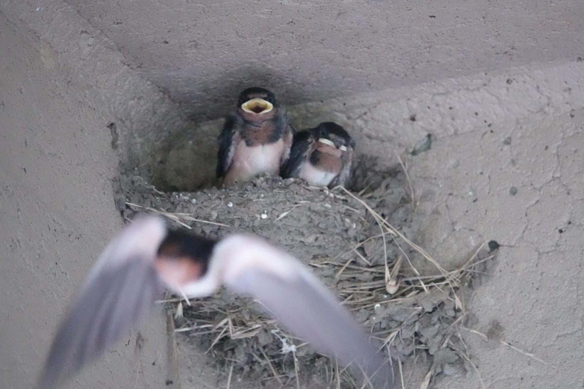 Barn Swallow - ML620871711