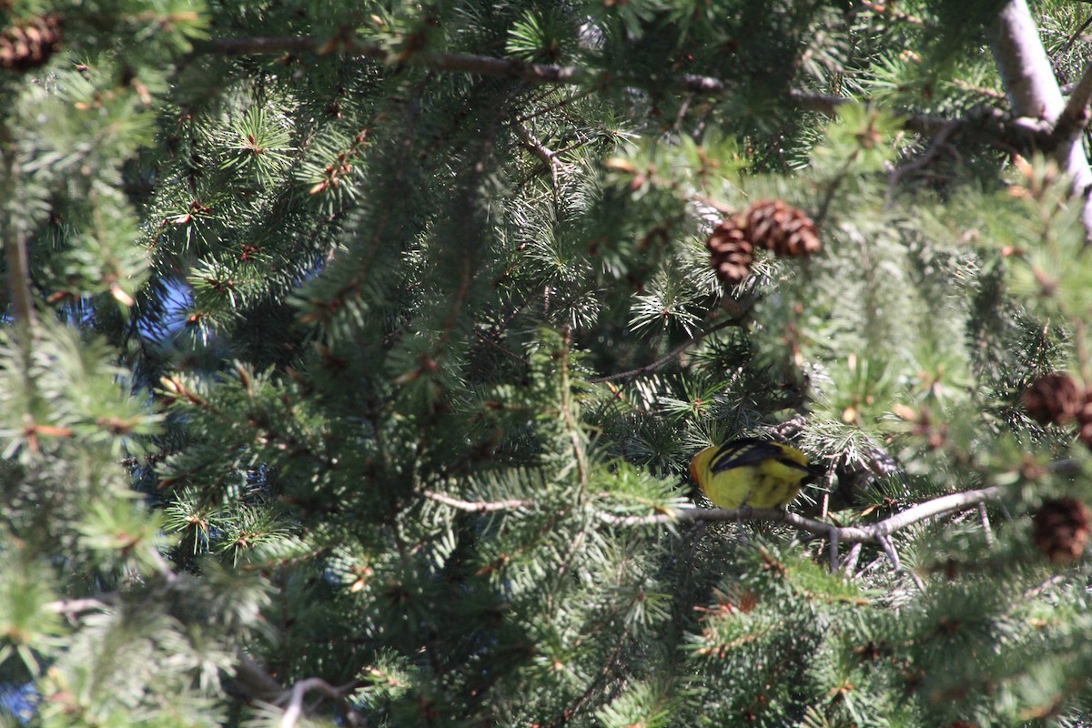 Western Tanager - ML620871722