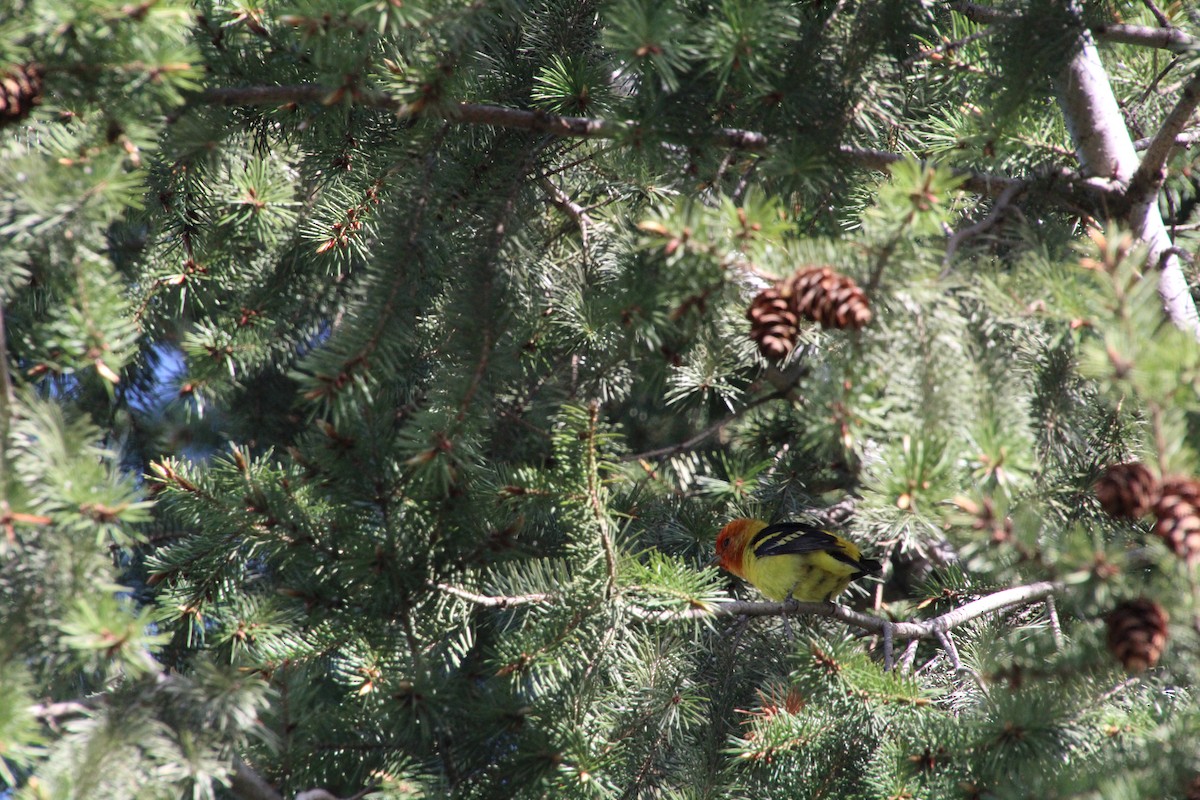 Western Tanager - ML620871723