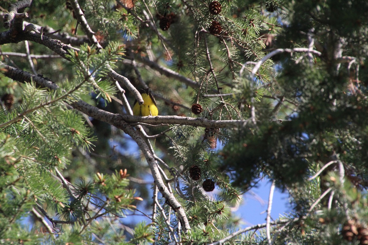 Western Tanager - ML620871724