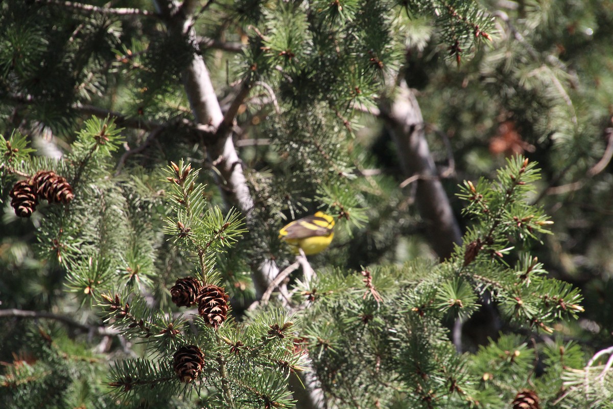 Western Tanager - ML620871725