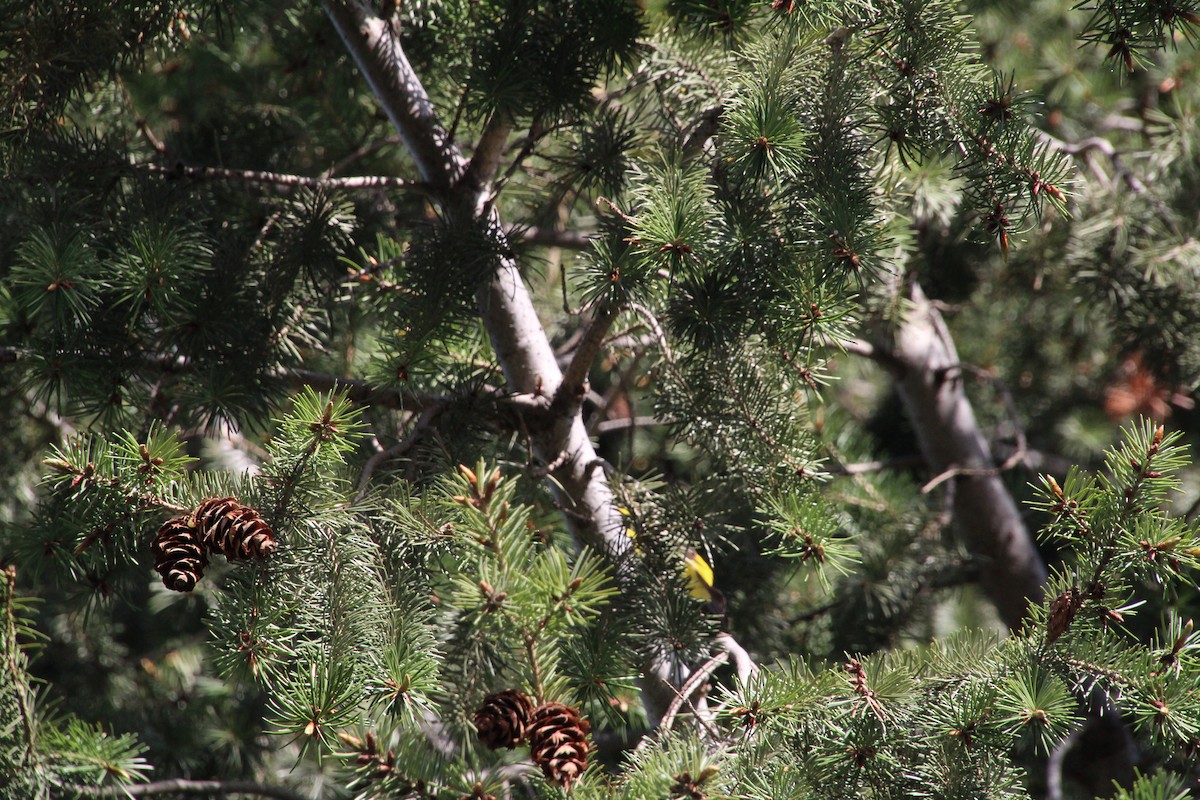 Western Tanager - ML620871727