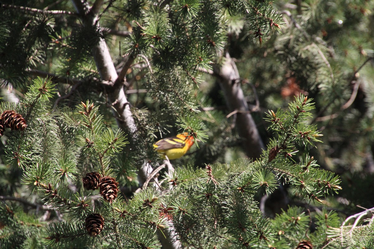 Western Tanager - ML620871728